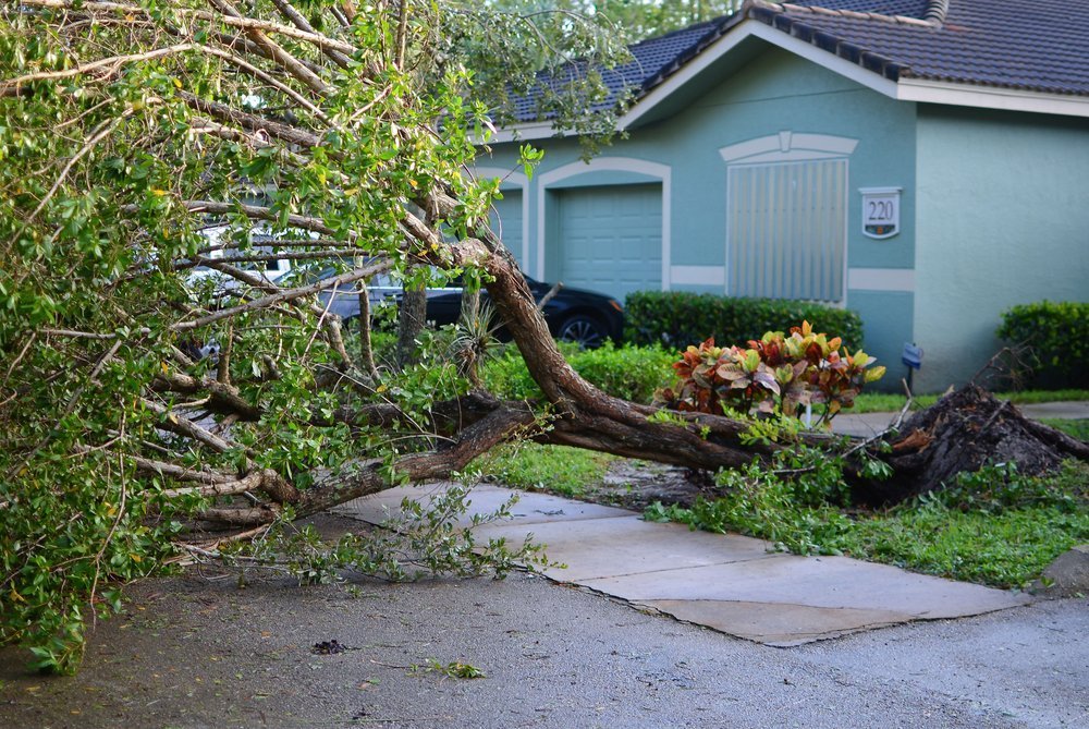 fallen tree blocking the street