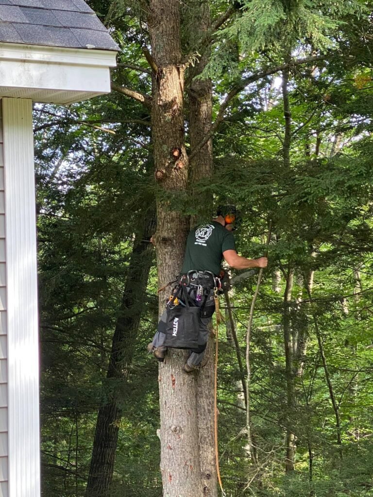 phils tree services pruning