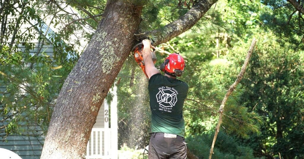 tree pruning services by phils tree service