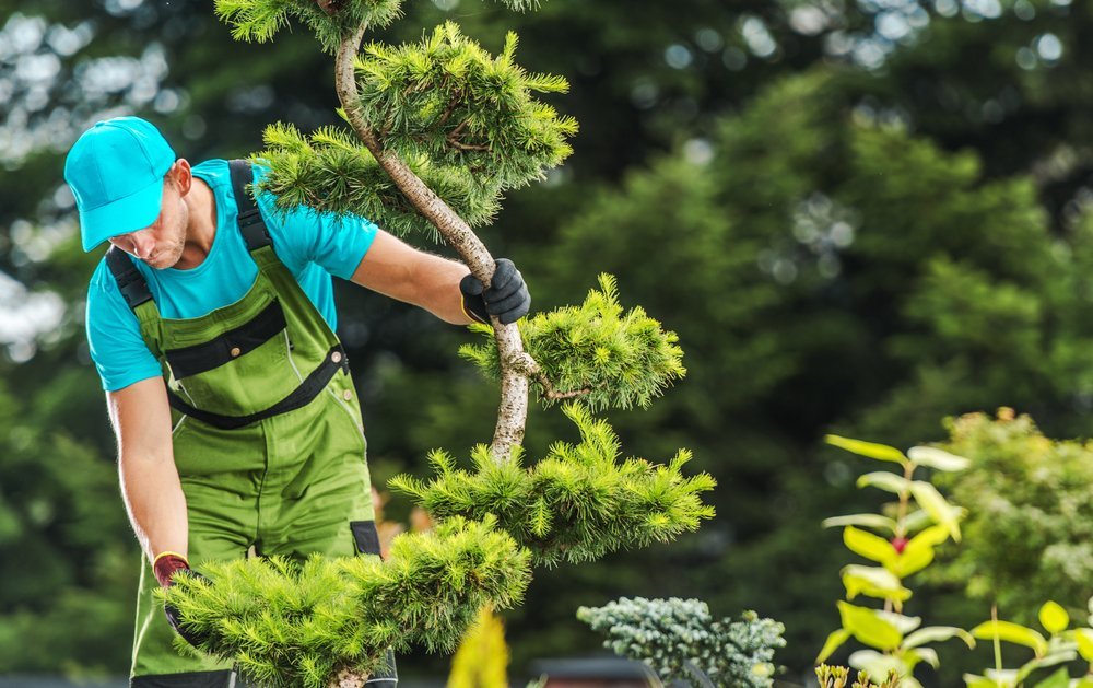 Tree Health maintenance Worker