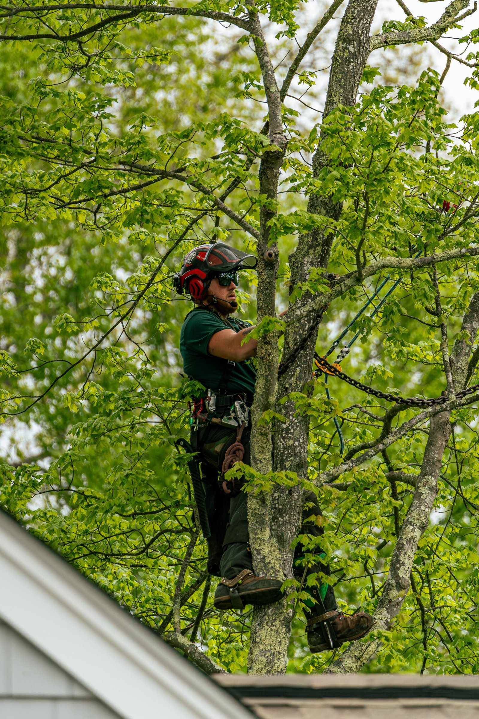 phils tree service pruning trees