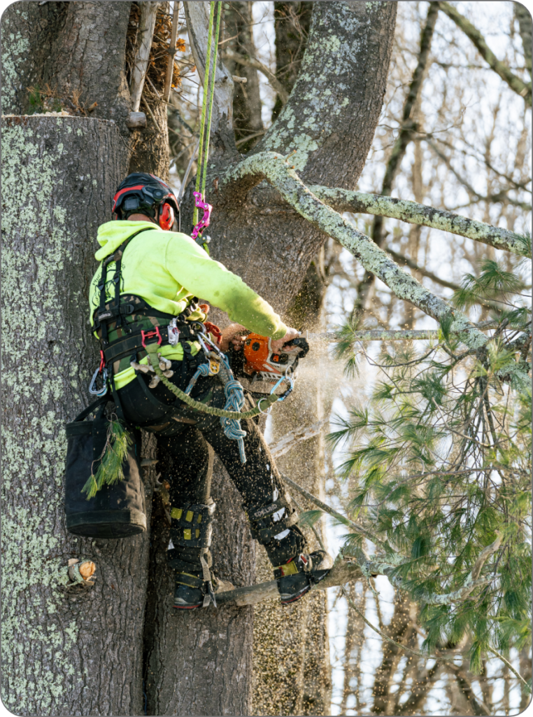 Tree service crew cutting trees using a chainsaw