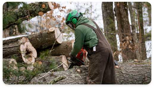 Crew cutting tree using a chainsaw