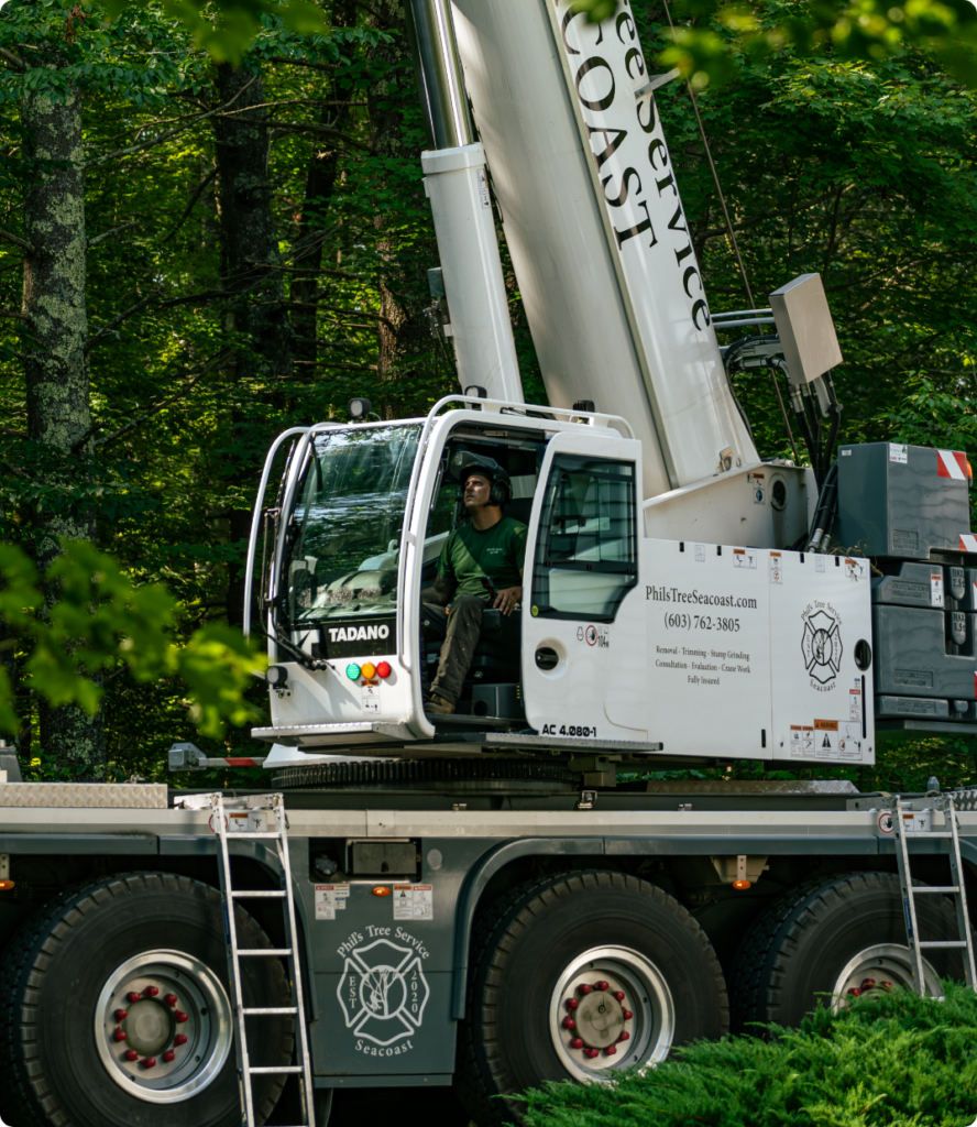 Tree Removal Services