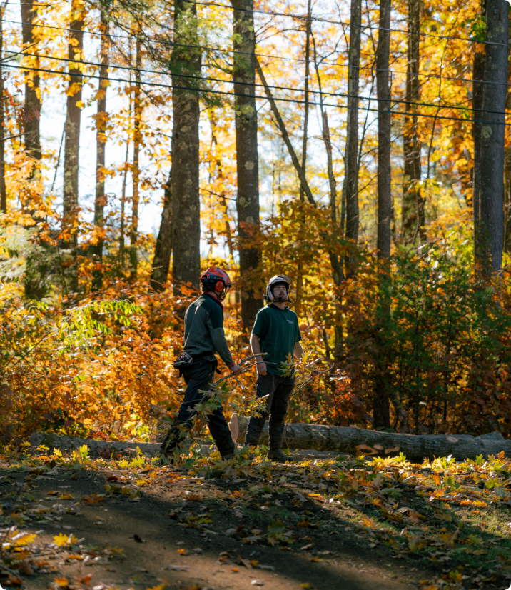 Tree Health Consultation
