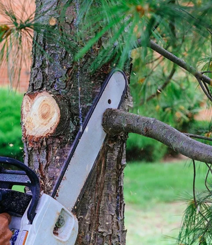 tree prunning